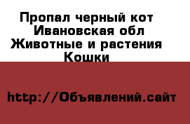 Пропал черный кот - Ивановская обл. Животные и растения » Кошки   